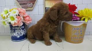 ワンラブ　ペットショップ　名古屋市　167901