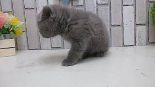 ワンラブ　ペットショップ　名古屋市　167908