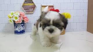 ワンラブ　ペットショップ　名古屋市　167911