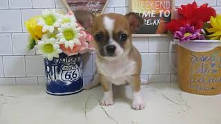 ワンラブ　ペットショップ　名古屋市　167915