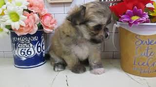 ワンラブ　ペットショップ　名古屋市　167922