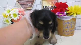 ワンラブ　ペットショップ　名古屋市　167923