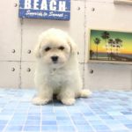 ワンラブ　名古屋市　ペットショップ　168515