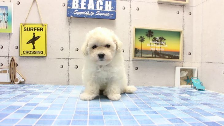 ワンラブ　名古屋市　ペットショップ　168515