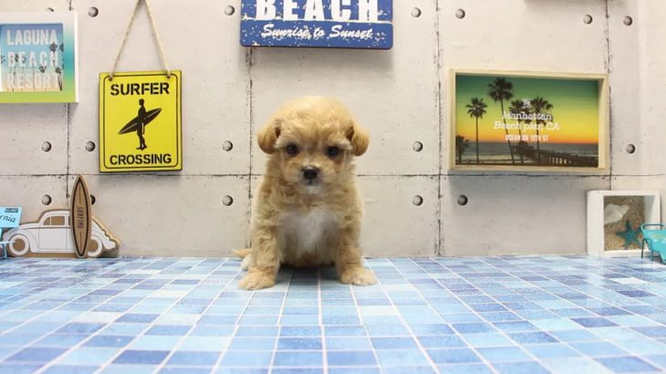 ワンラブ　名古屋市　ペットショップ　168516