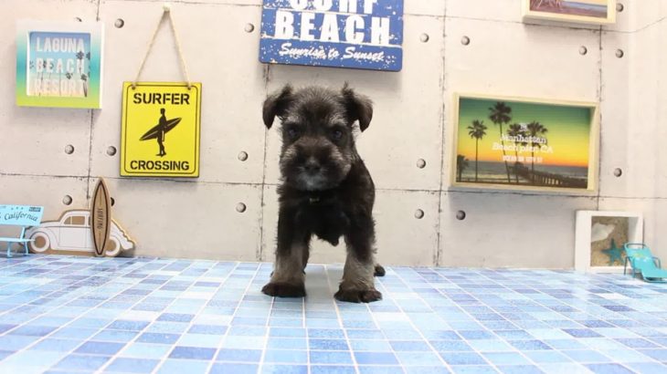 ワンラブ　名古屋市　ペットショップ　168529