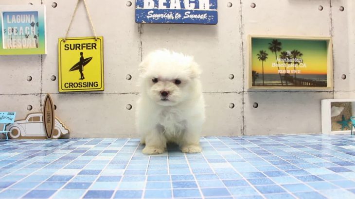 ワンラブ　名古屋市　ペットショップ　168532