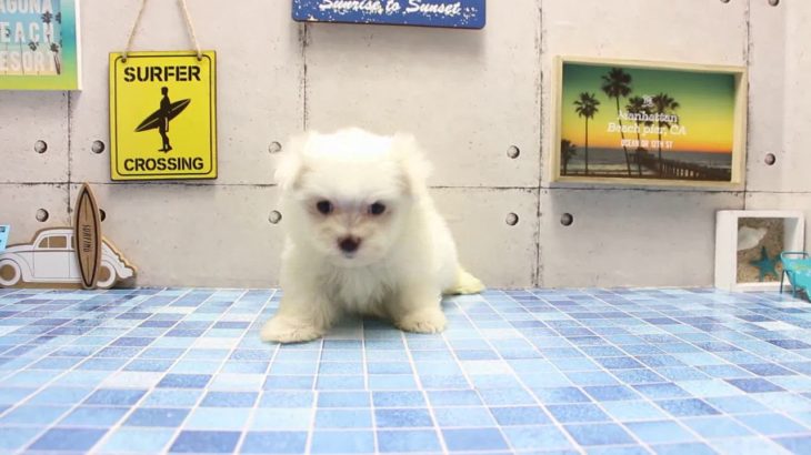 ワンラブ　名古屋市　ペットショップ　168533