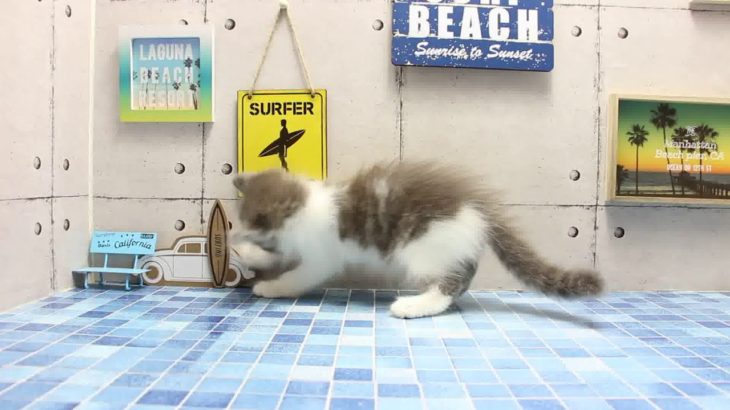 ワンラブ　名古屋市　ペットショップ　168549