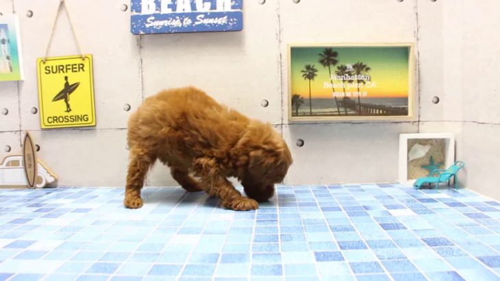 ワンラブ　名古屋市　ペットショップ　168551