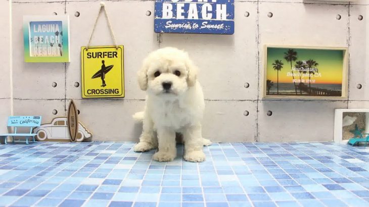 ワンラブ　名古屋市　ペットショップ　168786