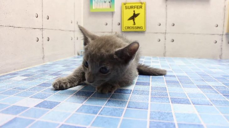 ワンラブ　名古屋市　ペットショップ　168789