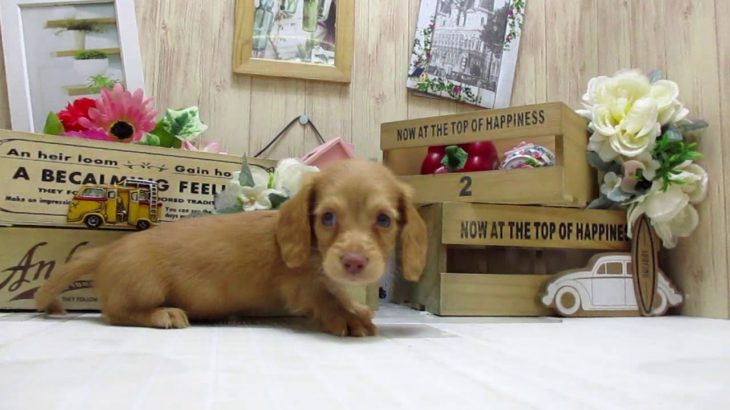 ワンラブ　ペットショップ　名古屋市　169007