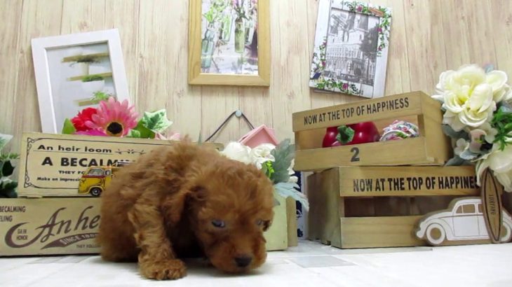 ワンラブ　ペットショップ　名古屋市　169010