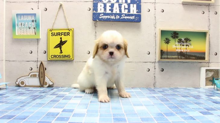 ワンラブ　名古屋市　ペットショップ　169403