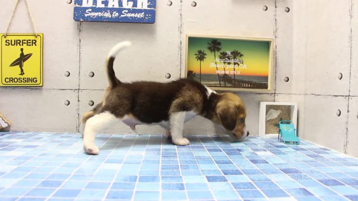 ワンラブ　名古屋市　ペットショップ　169407