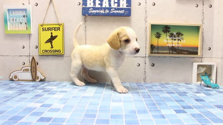 ワンラブ　名古屋市　ペットショップ　169409