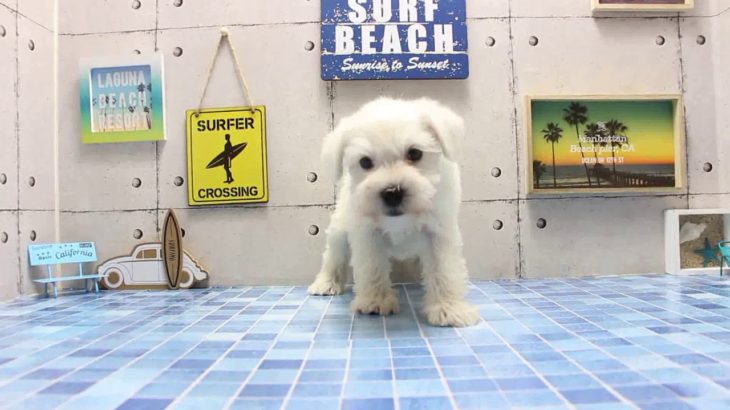 ワンラブ　名古屋市　ペットショップ　169502