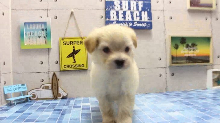 ワンラブ　名古屋市　ペットショップ　169503