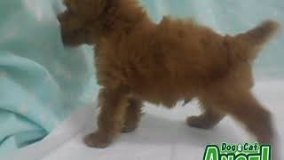 1908013  【ペットショップ エンゼル】お薦めの子犬・子猫