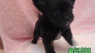 1908047 【ペットショップ エンゼル】お薦めの子犬・子猫