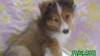 1908091 【ペットショップ エンゼル】お薦めの子犬・子猫