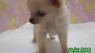 1908119 【ペットショップ エンゼル】お薦めの子犬・子猫