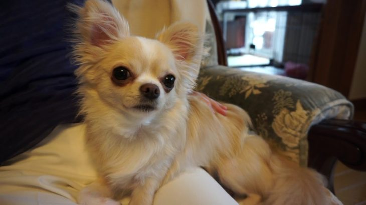 20190814　午後の様子。ペットホテル「ラルゴ」盛岡