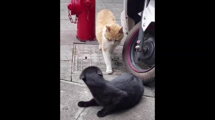 ペットの素敵な行動で笑って笑う #3