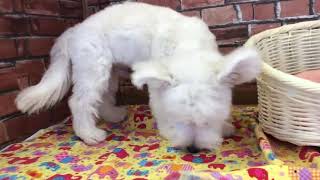 ペットショップCOO&RIKU　NO.428807ウエストハイランドホワイトテリア