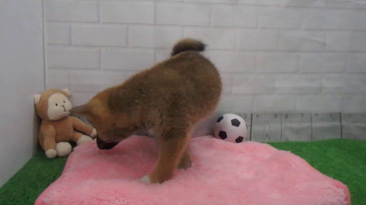 ペットショップCoo&RIKU No00438949 柴犬