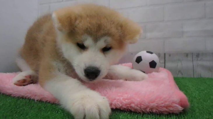 ペットショップCoo&RIKU No00439775 秋田犬