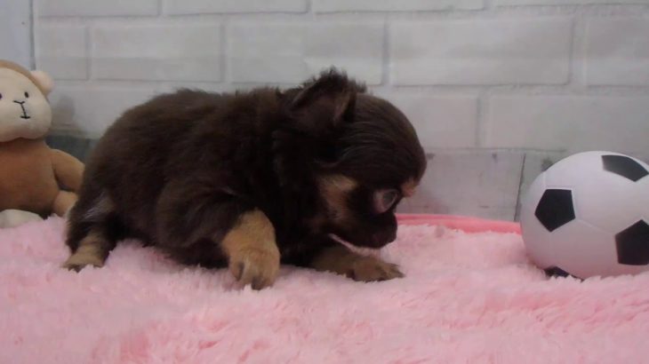 ペットショップCoo&RIKU No00439781 チワワ（ロングコート）