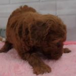 ペットショップCoo&RIKU No00439785 Ｔ・プードル