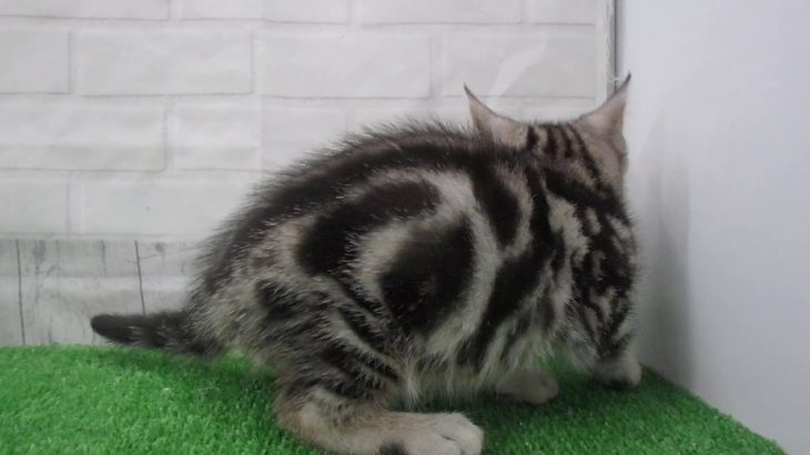 ペットショップCoo&RIKU No00439788 アメリカンショートヘアー