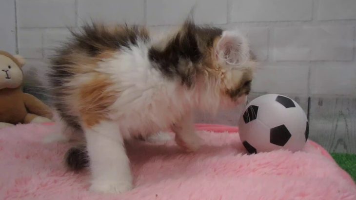 ペットショップCoo&RIKU No00439791 アメリカンカール