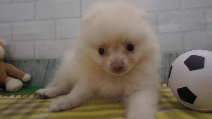 ペットショップCoo&RIKU No00439862 ポメラニアン