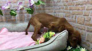 ペットショップCoo&RIKU No429941 キャバリアキングチャールズスパニエル