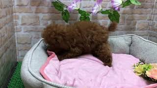 ペットショップCoo&RIKU No430370 トイプードル