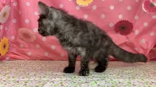 ペットショップCoo&RIKU No431511 キンカロー