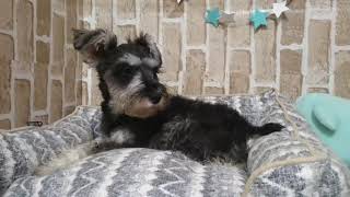 ペットショップCoo＆RIKU郡山店№428033　シュナウザー