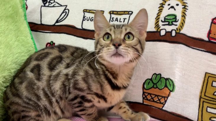 ペットショップCoo&RIKU　NO.422452　ベンガル