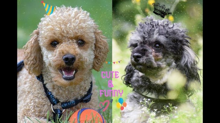 Cute and Funny | puppies  | Lovely Pet Videos  Compilation  #12  | かわいいペットが癒す| 可愛萌萌動物 | 寵物影片 # 12