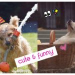 Cute and Funny | puppies  | Lovely Pet Videos  Compilation   | かわいいペットが癒す| 可愛萌萌動物 | 寵物影片#9