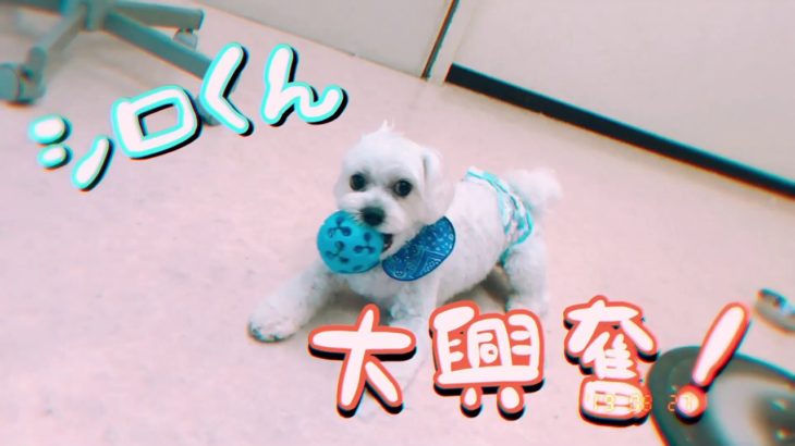 ボール遊びが大好き！［兵庫ペット医療センター トリミング 尼崎 犬動画　］Happy dog glooming