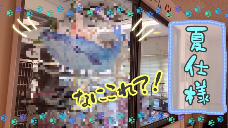 【トリミング室】窓模様替え［兵庫ペット医療センター トリミング 尼崎 犬動画　］Happy dog glooming