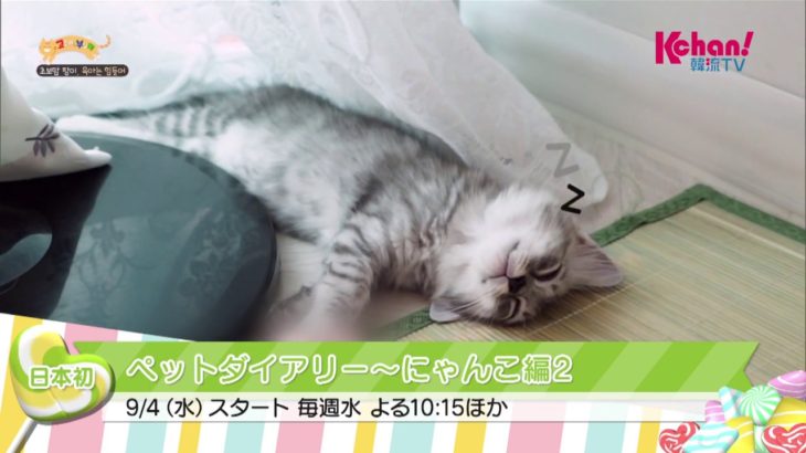 【Kchan!韓流TV】ペットダイアリー～にゃんこ編2