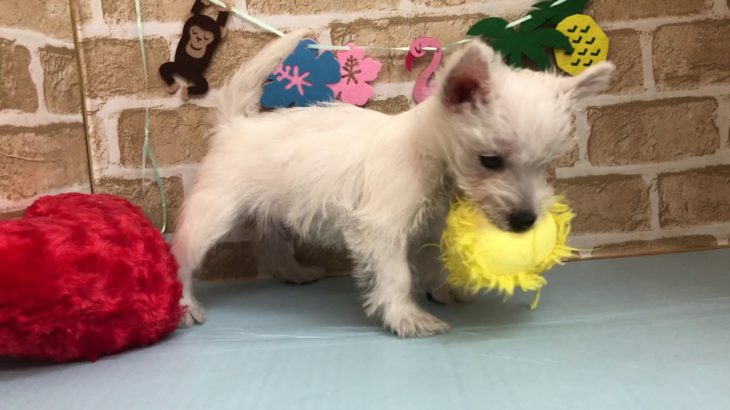 【No.】ペットショップ犬の家猫の里碧南店