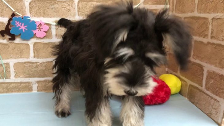 【No.102222ミニチュアシュナウザー】ペットショップ犬の家猫の里碧南店