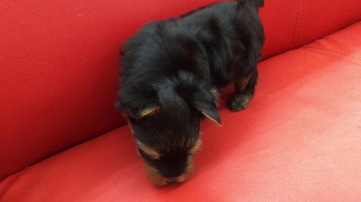 ペットショップ犬の家　塩尻店　No.104350　ヨークシャテリア　♂